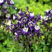 25+ Double Pleated Blue and White Aquilegia Flower Seeds / Perennial | eBay