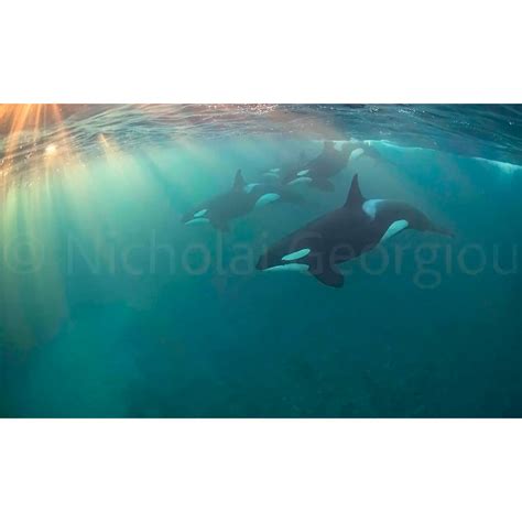 Orca Pod – Nicholai Georgiou Photography