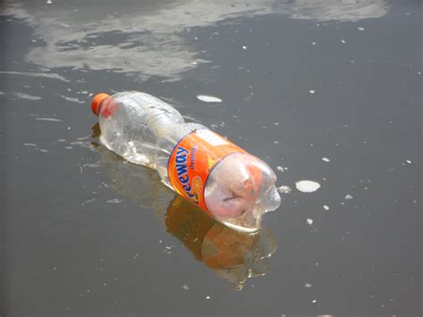 Free Images : water, river, environment, bottle, fish, danube, garbage, goldfish, koi, pollution ...