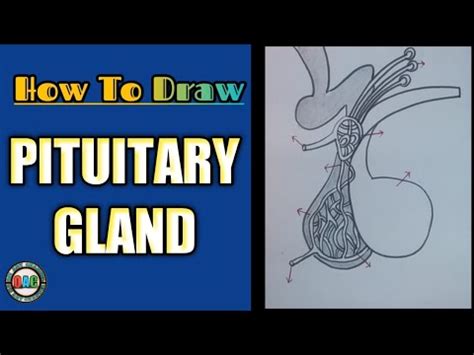 Pituitary Gland Diagram