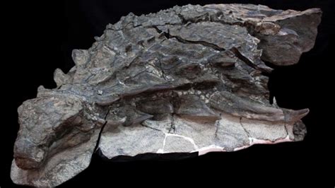 Beyond the bones, Part 2: Exceptional preservation in dinosaur fossils ...