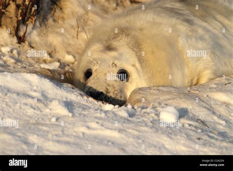 gray seal pup Stock Photo - Alamy