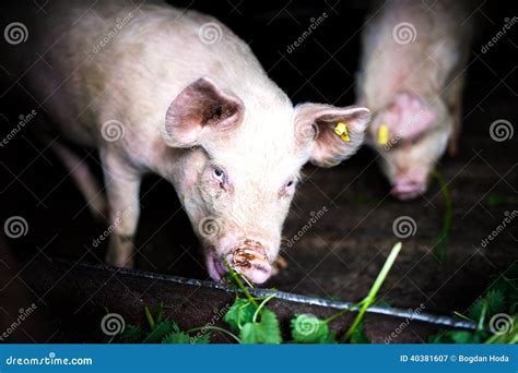 Pigs Eating Grass at Local Farm in the Countryside Stock Image - Image ...