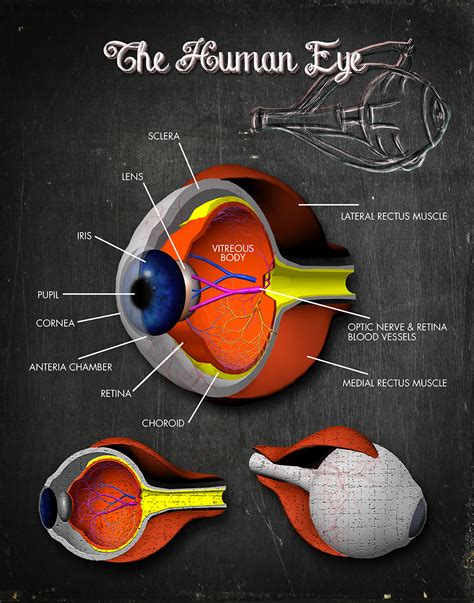 Human Eye Cross-section Rendering | AV DESIGNS