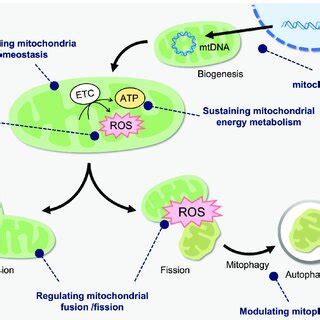 Mitochondria-targeted therapeutics for oxidative damage. Mitochondria... | Download Scientific ...