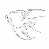 Angel Fish White Coloring Pages For Kids  Download sketch template