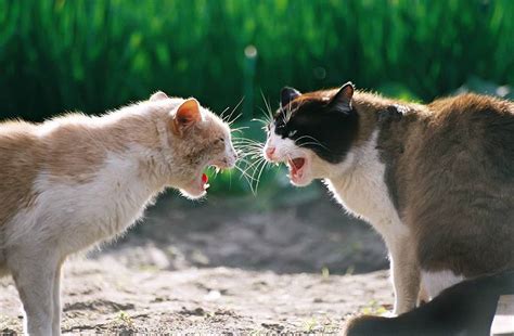 Preventing Cat Fight Abscesses - Feline Friendly Care