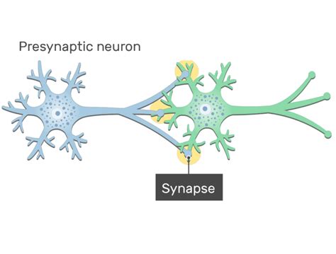 Synapse: structure and labeled diagram | GetBodySmart