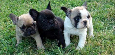 Bouledogue Francese Allevamento by A. Vergara | Francese, Bulldog, Cuccioli