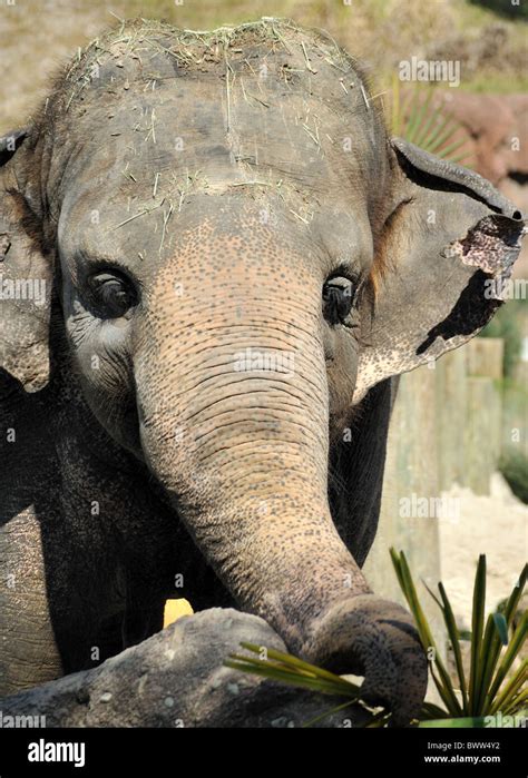 Baby Elephant Face Close Up Stock Photo - Alamy