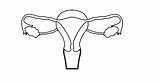 Uterus Coloring Outline Pages sketch template