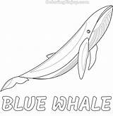 Printable Blue Whale Coloring Page  Enjoy coloring sketch template