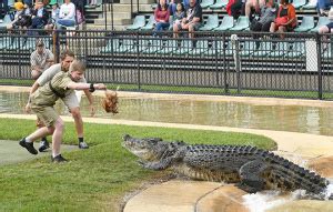 Saltwater Crocodile - Australia Zoo