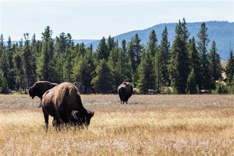 Wild Bison - Yellowstone National Park Photograph by Patrick Barron ...