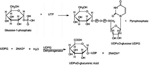 Glucuronide formation - Metabolic Activation