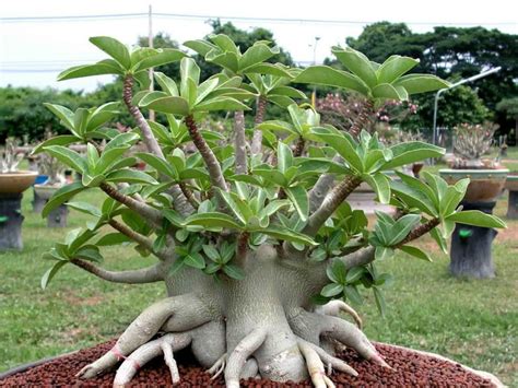 Adenium arabicum (Desert Rose) - World of Succulents