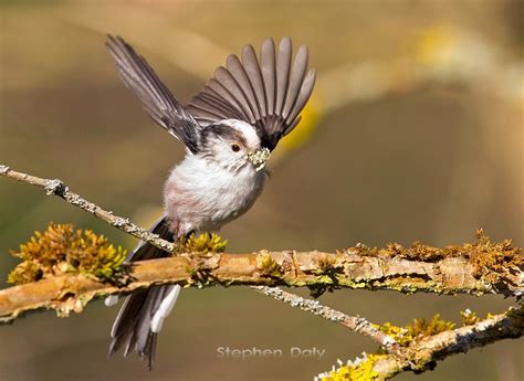 Black Forest Birds – Long-tailed Tit – Focusing on Wildlife