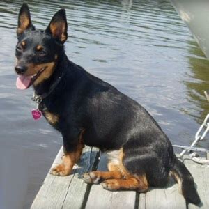 Lancashire Heeler Dog Info, Temperament, Puppies, Pictures