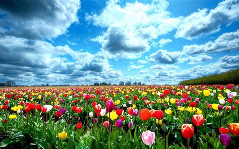 Tulip Garden In Springtime, red, yellow, bonito, sky, clouds, green ...