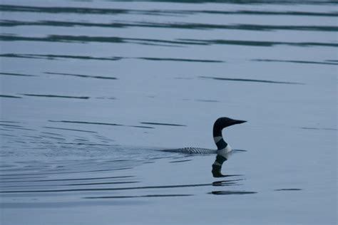 What Birds Swim Underwater? More Than You'd Think! - Jake's Nature Blog