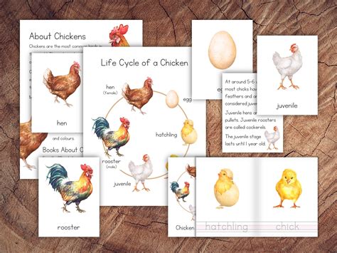 Life Cycle of a Chicken Pack - Etsy Australia