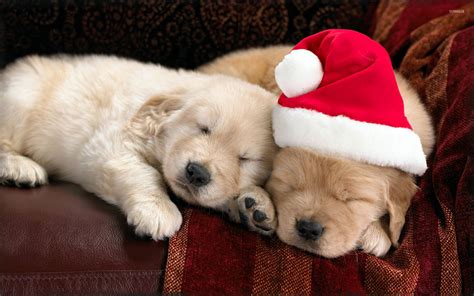 Adorable puppies sleeping on the couch on Christmas Eve wallpaper - Animal wallpapers - #51850