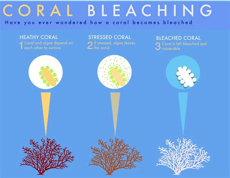 What is Coral Bleaching & Why is Coral Dying?