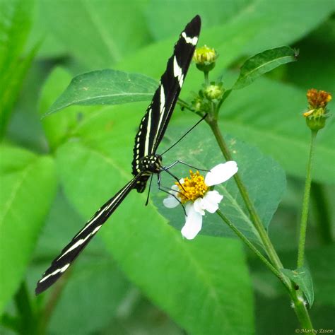 Zebra longwing butterfly - Around the World with Marty Essen