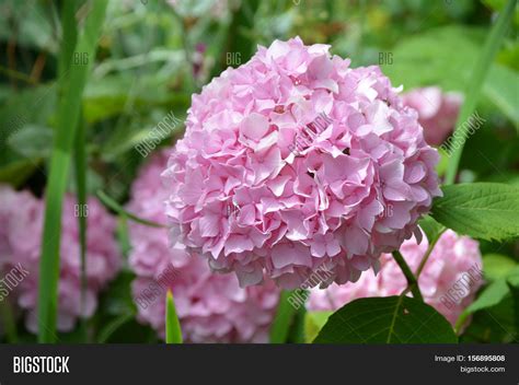 Pretty blooming pale pink hydrangea bush flowering. Stock Photo & Stock Images | Bigstock