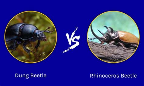 Dung Beetle vs. Rhinoceros Beetle: What Are The Differences? - A-Z Animals