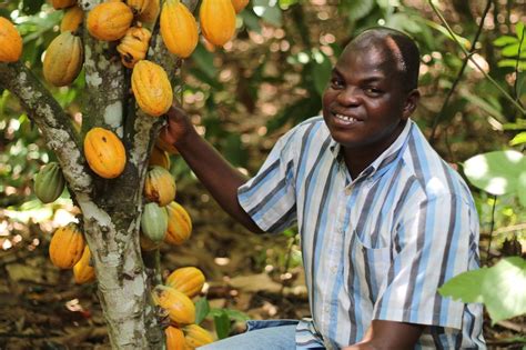 Cote d'Ivoire is the world's largest producer of cocoa beans | Cocoa, Agriculture news, Love ...