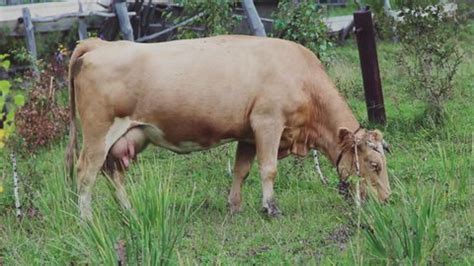 Cattle Male Female Bull Cow Adult Stock Footage Video (100% Royalty ...