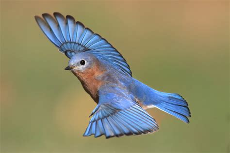 Wild Bird Feature: All About the Eastern Bluebird – Valley Farms Shop