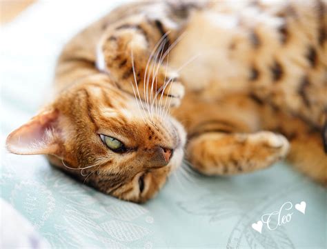 Bengal Cat Personality - Ashmiyah Bengal Cats