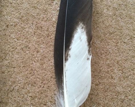 Real Golden Eagle Feathers - Etsy