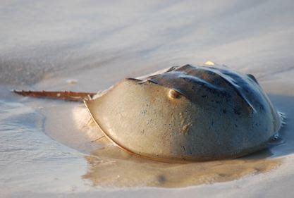 Horseshoe Crab (Limulidae Xiphosura) - Branson's Wild World