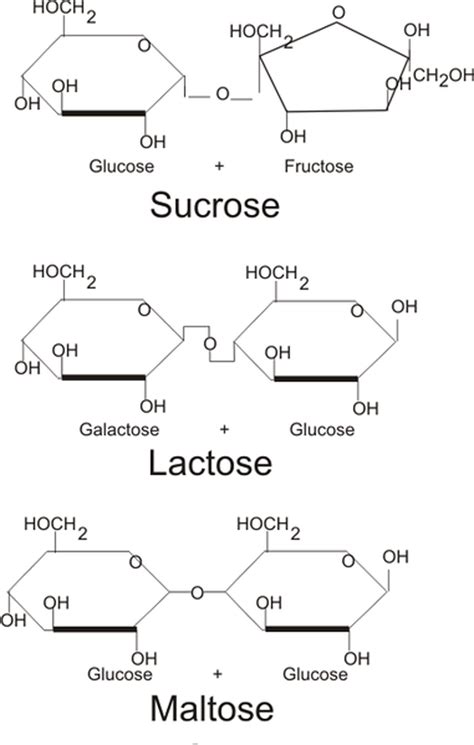 Disaccharide Examples