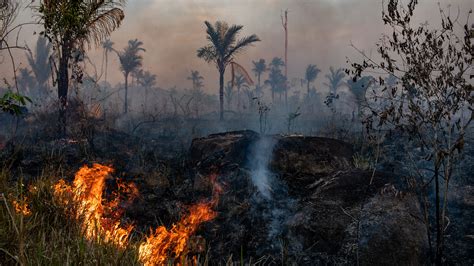 Amazon Deforestation Soars as Pandemic Hobbles Enforcement - The New York Times