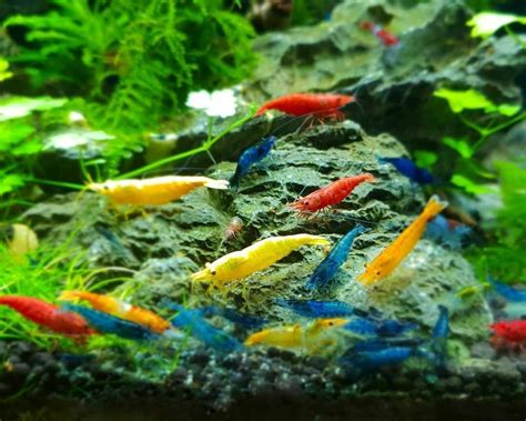 16+4 Adult Neocaridina Candy Skittle Live Shrimp Mixed Colors Aquarium