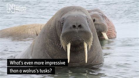 What is more impressive than a walrus's tusks? | Natural History Museum - YouTube