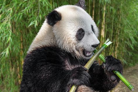 Pandas Eating Bamboo