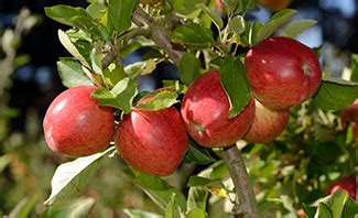 Semi Dwarf Braeburn Apple Trees for Sale | Willis Orchards | Willis ...