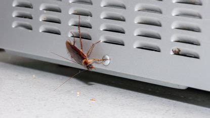 How to get rid of cockroaches from the kitchen, according to experts | Homes & Gardens