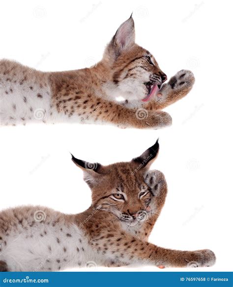 Eurasian Lynx cub on white stock photo. Image of mammal - 76597658