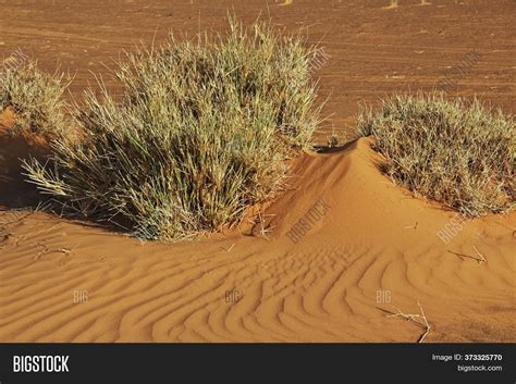 Sahara Desert Plants