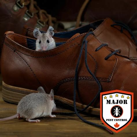 The 5 Best Methods For Eliminating Mice In Calgary - Major Pest Control ...