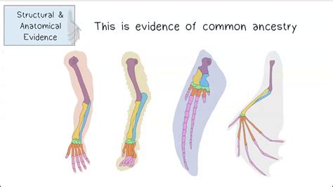 How Do Fossils Demonstrate Evidence Of Evolution Quizizz? Top Answer ...