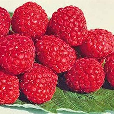 The Top 13 Raspberry Varieties to Grow in Zones 3-9 | Gardener’s Path