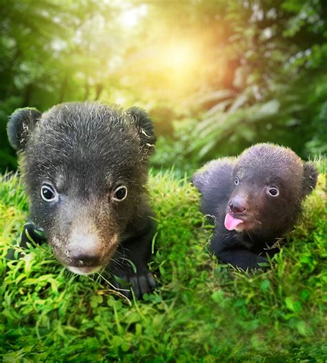 Birth of Himalayan Black Bear Cubs at Bali safari park spotlights ...