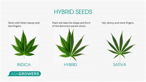 Buy Hybrid Weed Seeds - AskGrowers